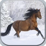 horses in winter android application logo